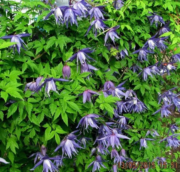 Clematis alpina Prairie River . Clematis, Clematis plants, Clematis vine