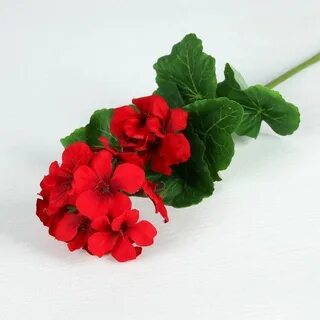 Герань игрушка