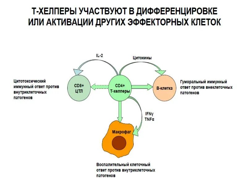 Обеспечение иммунного ответа. Т лимфоциты хелперы функции. Схема противобактериального иммунного ответа. Т хелперы схема. Т хелперы 1 порядка.