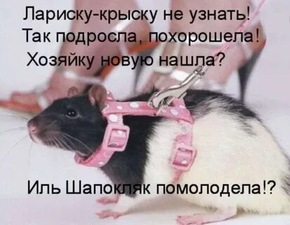 Крыса стихи