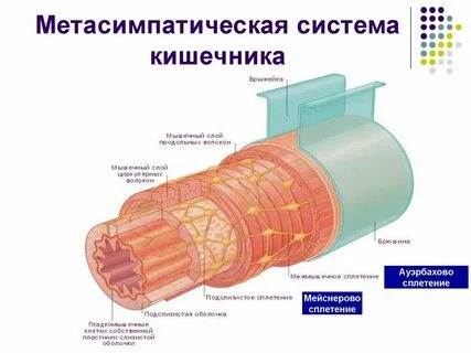 Нервная система кишечника