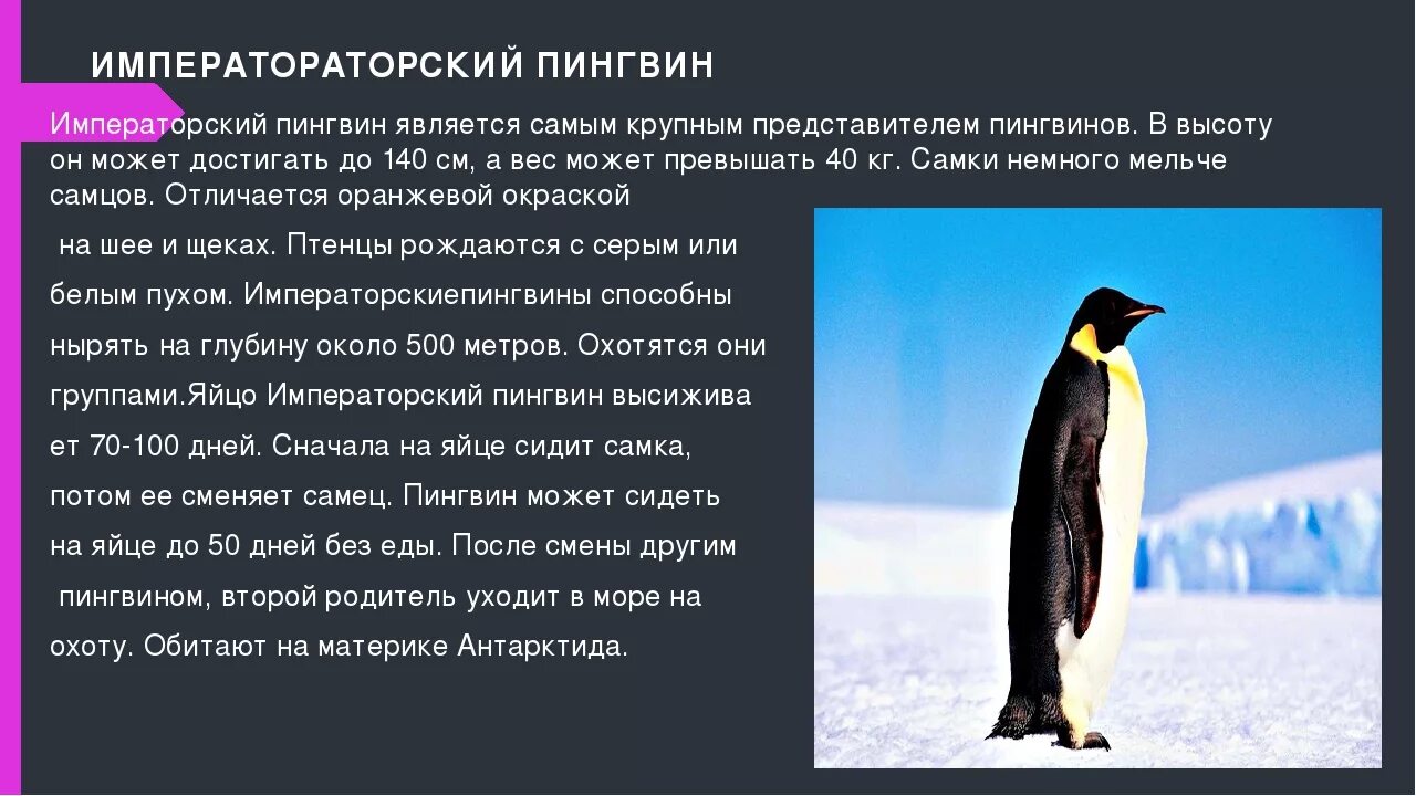 Императорский Пингвин красная книга. Факты о пингвинах. Доклад про пингвинов. Самое интересное о пингвинах. Пингвин перевод