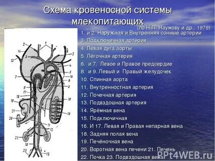 Аорта у млекопитающих