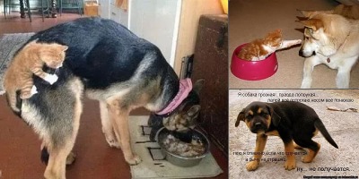 шутки про собак и кошек