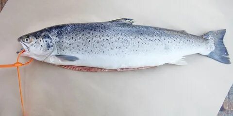 Форель в белом море