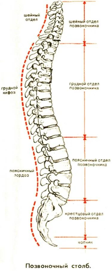 Позвоночник отделы l5 s1. Отделы позвоночника. Строение позвоночника. Схема позвоночника. Грудной отдел.