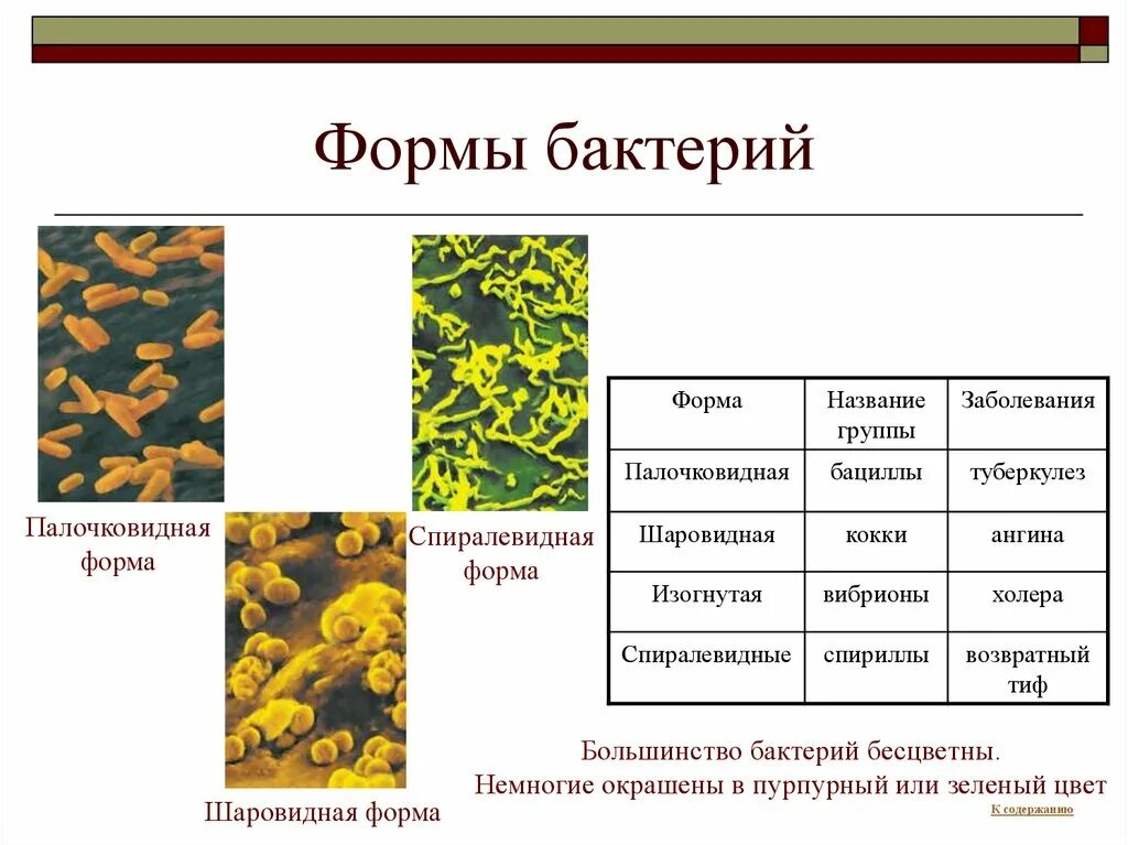 Представители царства бактерий 2 класс. Представители царства бактерий 5 класс. Царство бактерий примеры. Палочковидными (бациллы, клостридии).