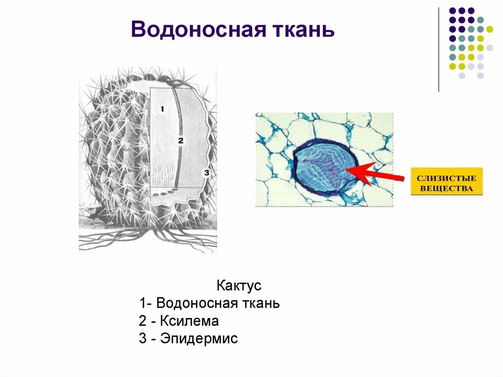 Толщина покровной ткани кактуса. Водоносная основная ткань растений. Водоносная паренхима ткань. Водоносная паренхима ткань у растений. Форма и расположение клеток основной ткани кактуса.