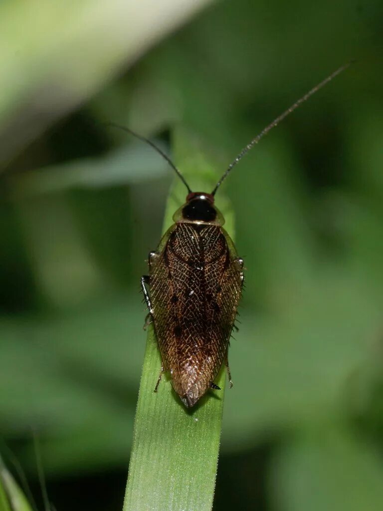 Лапландский лесной таракан. Blattella germanica таракан. Лапландский таракан. Ectobius sylvestris. Лапландский таракан.