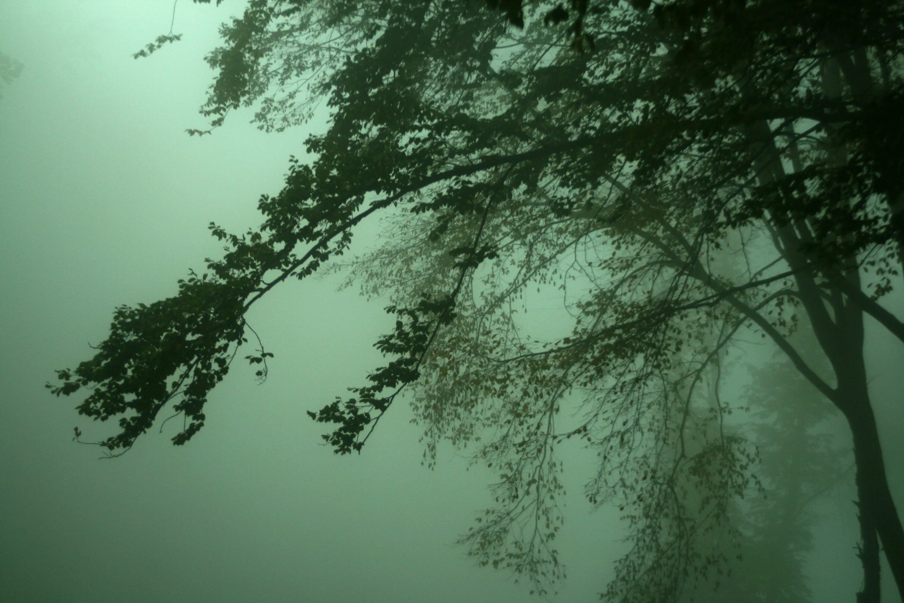 Ветвь туманного дерева. Деревья в тумане. Ветки в тумане. Ветви деревьев в тумане. Зеленые деревья в тумане.