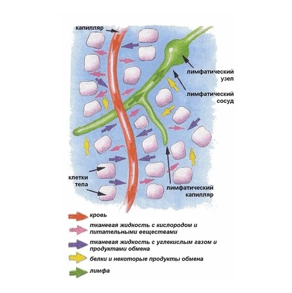 Кровь лимфа тканевая жидкость рисунок. Химический состав тканевой жидкости. Кровь лимфа межклеточная жидкость. Внутренняя среда организма схема.