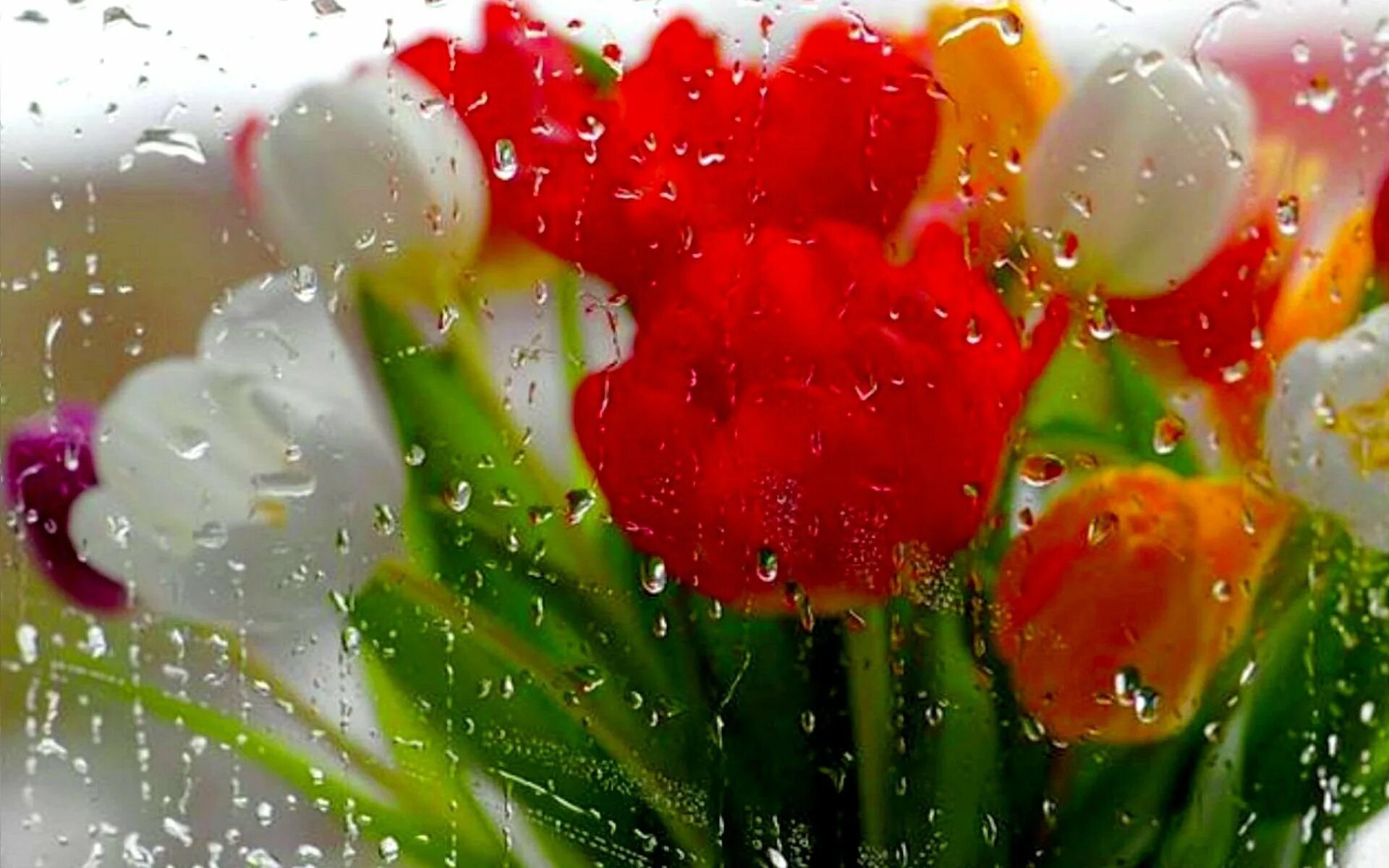 Цветы под дождем. Весенний дождик. Цветы в каплях дождя.
