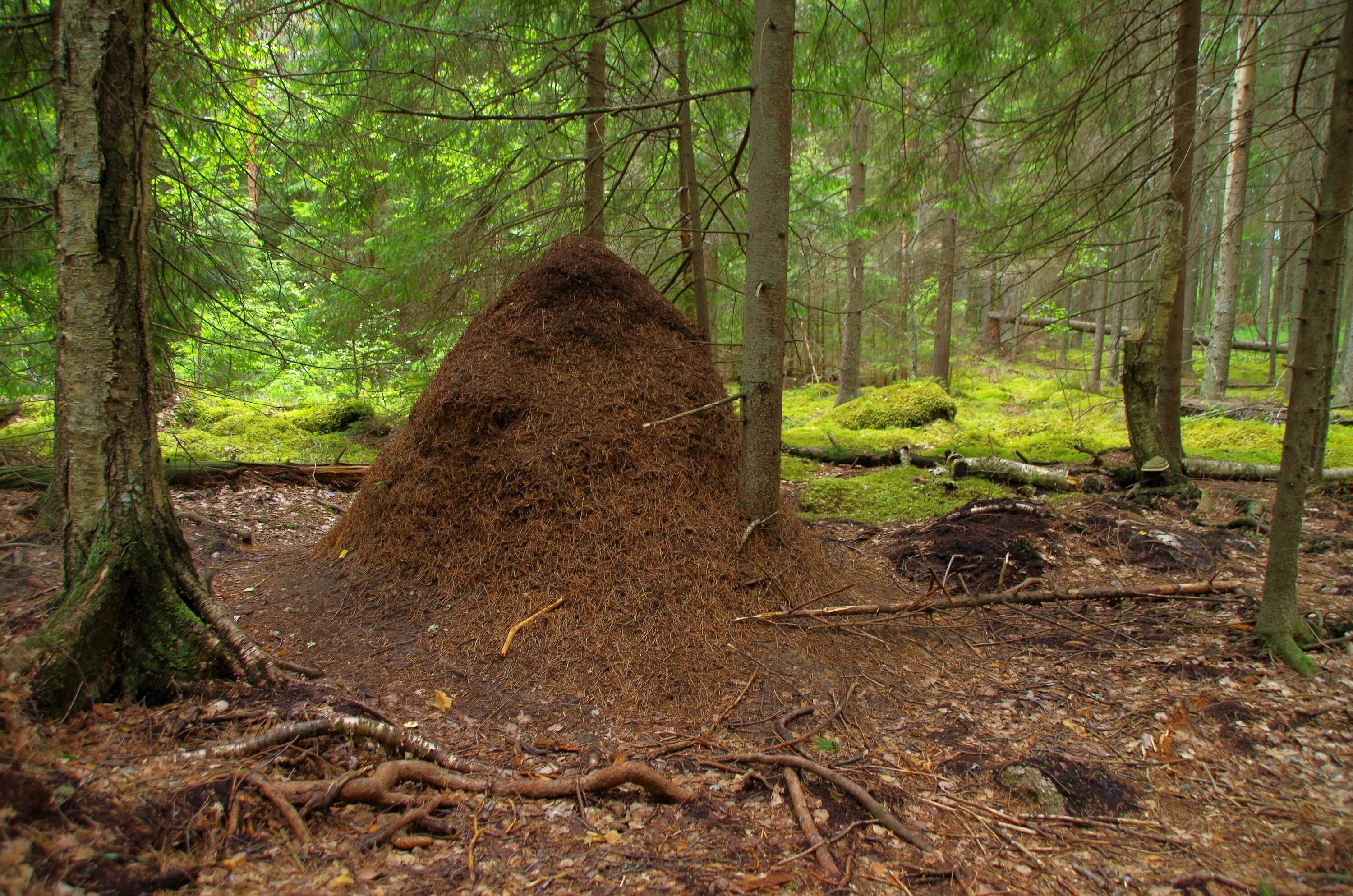 Большой муравейник. Муравейник. Лесной Муравейник. Большие муравейники в лесу. Большой Муравейник в лесу.