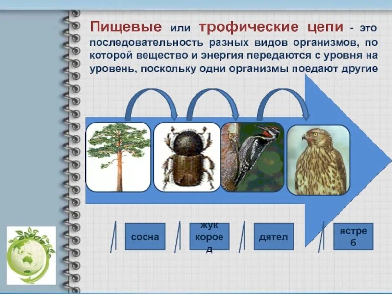 Цепи питания сосна жук короед. Цепь питания сосна дятел жук короед. цепь питания с жуком короедом. древесина дятел цепь питания. пищевая цепь жук короед-дятел.