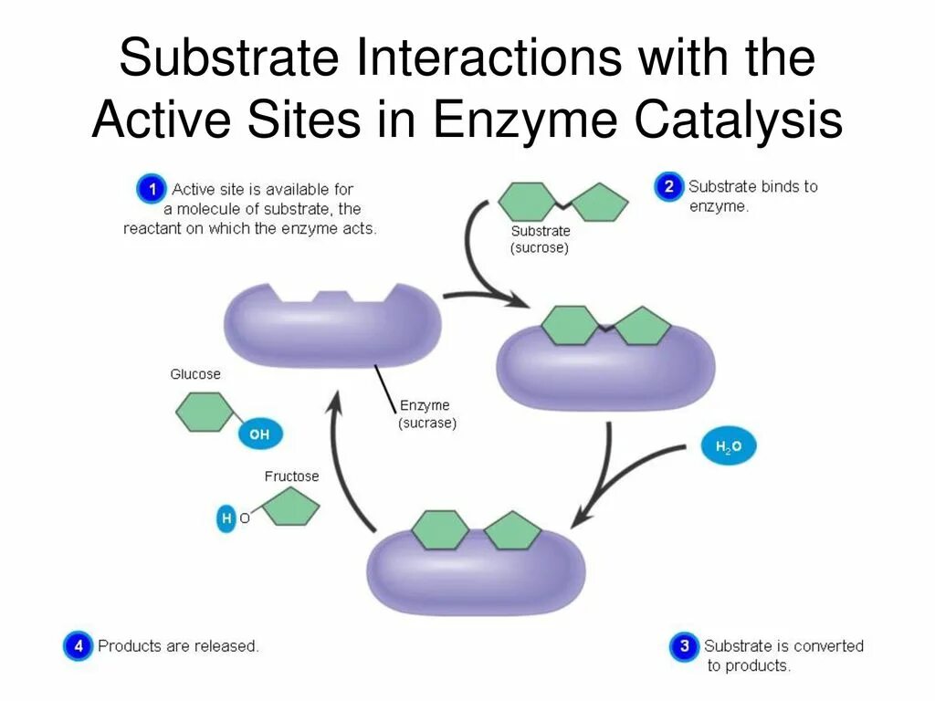 Action site. Enzyme substrate interaction. Hydrolysis of sucrose. The Active Center of the Enzyme. Mechanism of Action of Enzymes.