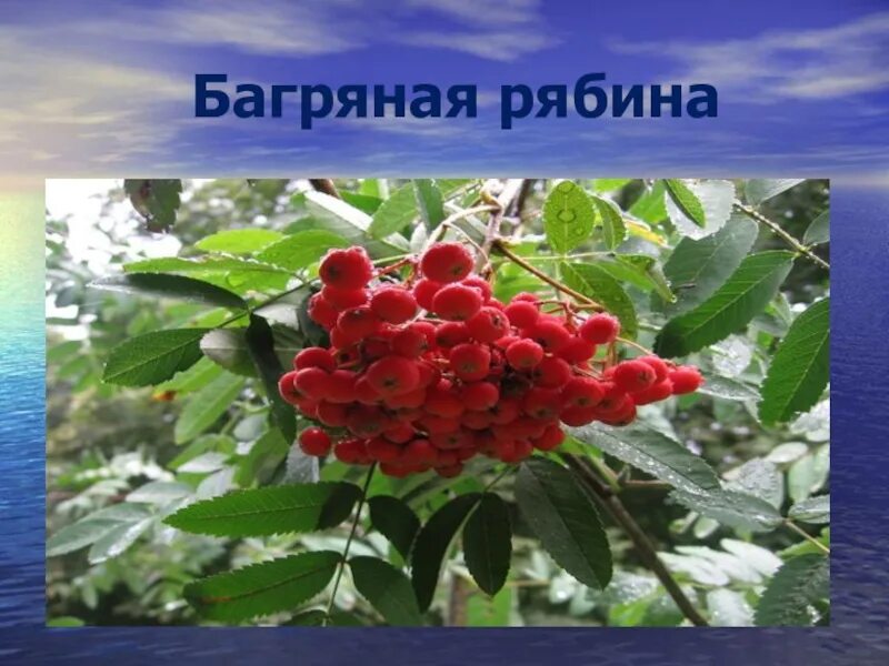 Прилагательные на тему осень. Лиловый золотой багряный цвет. Багряный прилагательное. Рябина с двумя прилагательными. Синоним к слову багряный.