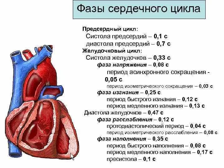 Сердечный цикл.фазы систолы диастолы желудочков. Таблица фазы сердечного цикла систола предсердий. Фазы сердечного цикла таблица систола желудочков. Фазы сердечного цикла сокращение предсердий. Сокращение предсердий в сердечном цикле