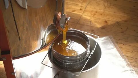 Качка первого меда