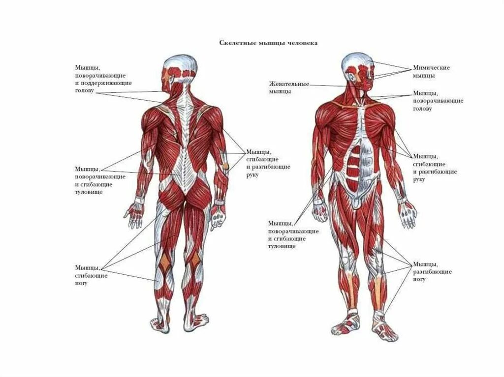 Какое количество мышц у человека. Мышцы человека. Мышечный скелет. Мускулатура человека. Мышечное строение человека.