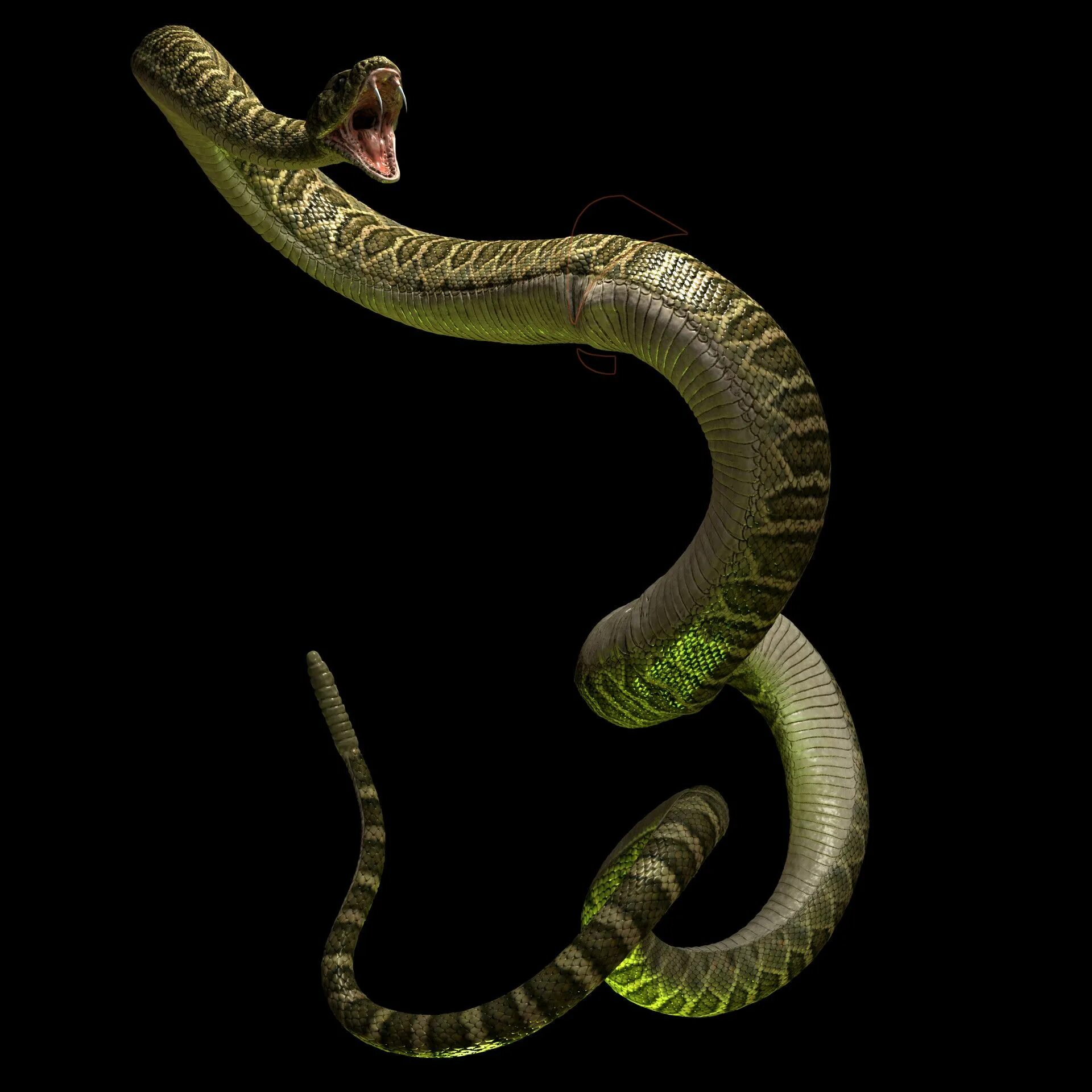 D snake