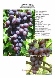Описание сорта память