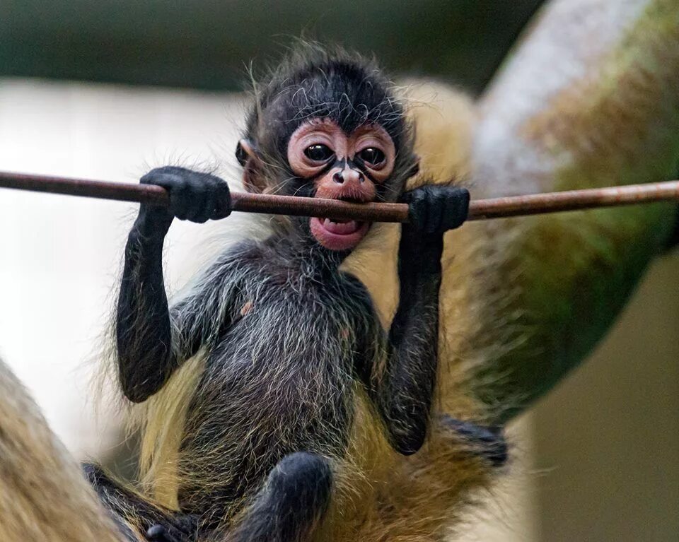 Паукообразные обезьяны коата. Прикольные обезьяны. Веселая обезьяна. Забавные обезьяны. Фото смешных обезьянок