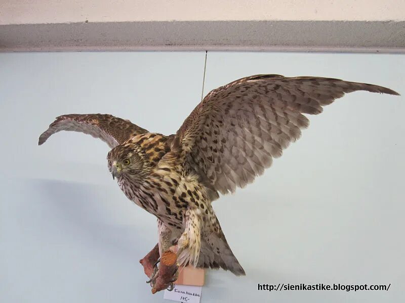 Ястреб-тетеревятник. Чучело ястреба. Ястреб-тетеревятник. Таксидермия ястреба. Чучело птицы луня.