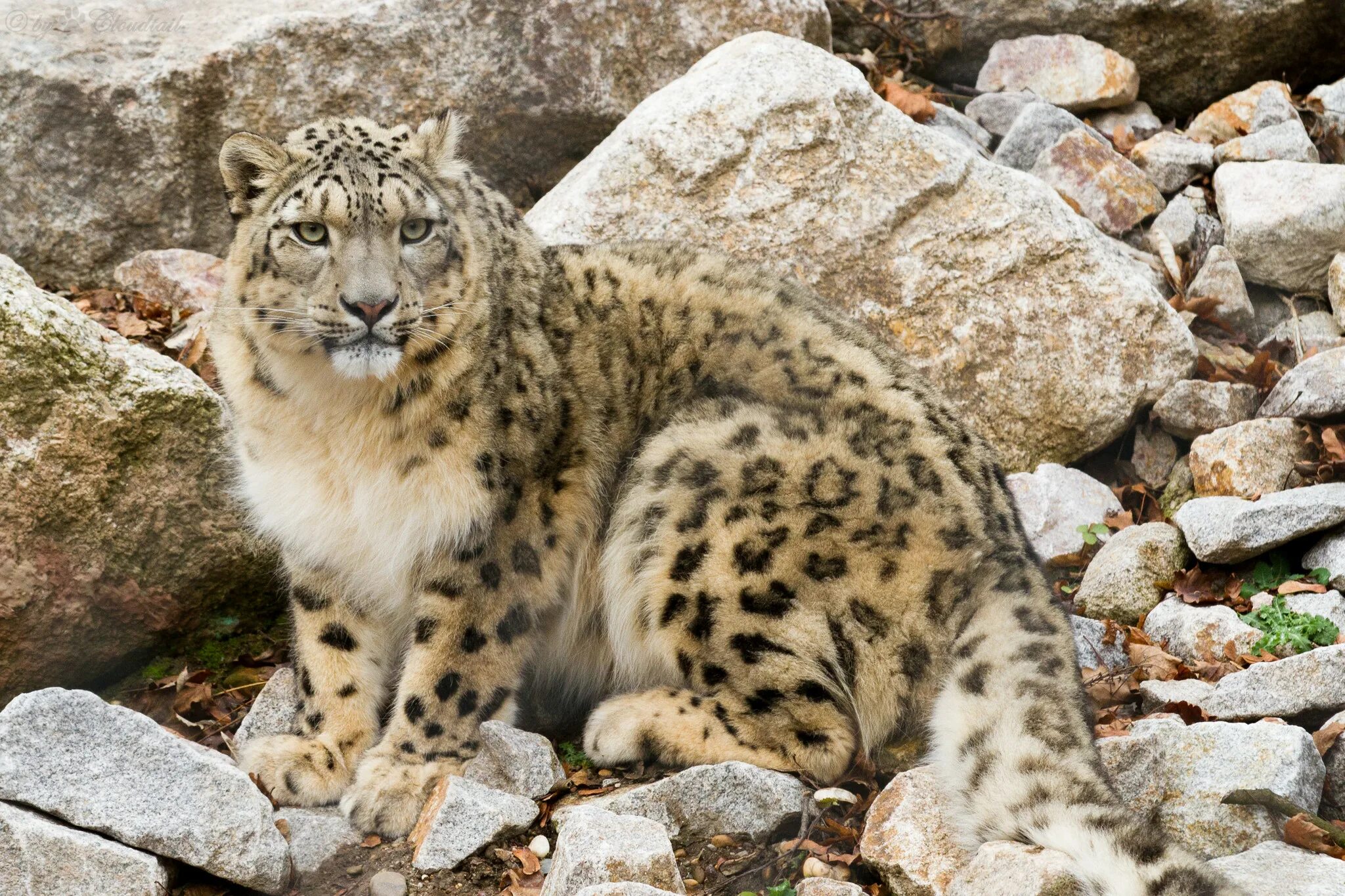 Снежный Барс (Ирбис, снежный леопард). Снежный Барс WWF. Снежный Барс в Бурятии. Ирбис Алтай.