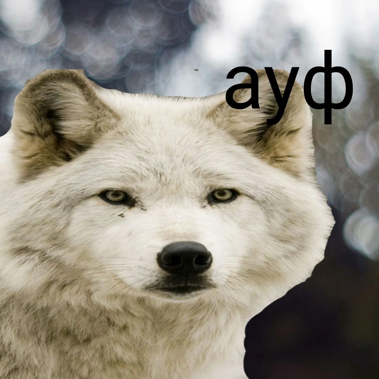 Мемы с волками. Хищные животные. Цитаты волка. Мем с волком. Мемы с волками.