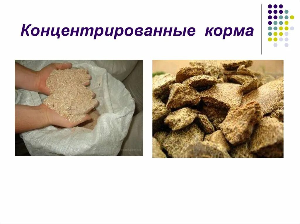 Оценка качества кормов. Концентрированных кормов. Концентрированные корма для КРС. Комбикорм для презентации. Корма для презентации.