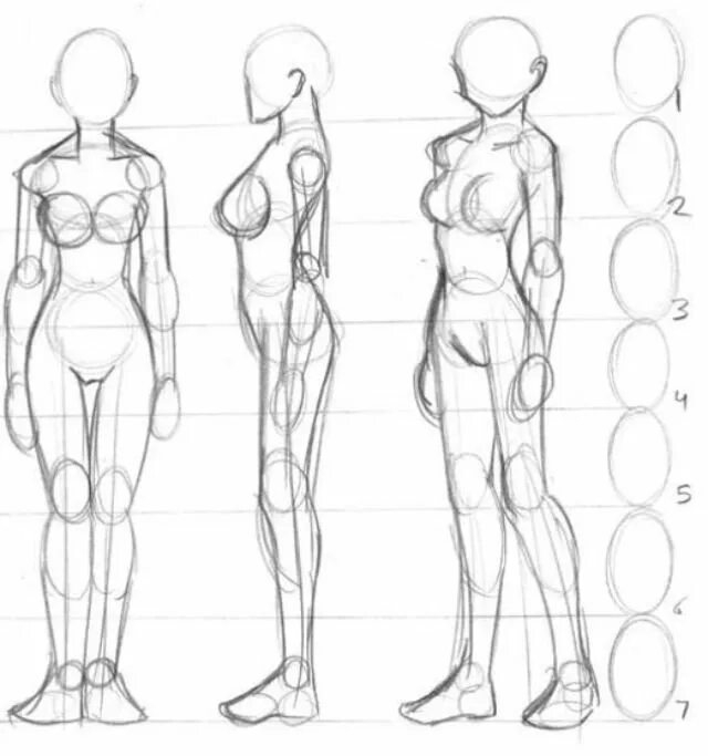 Анатомия человека рисование для начинающих пропорции. Тело для рисования. Тело человека для рисования. Анатомия женского тела для рисования.