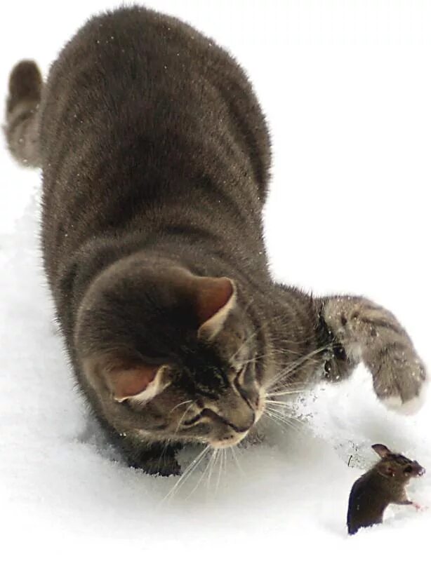 Шутки про холодец. Кошка застряла в окне. Авито крым симферополь недвижимость дома. Собака гиф. Там трястись.