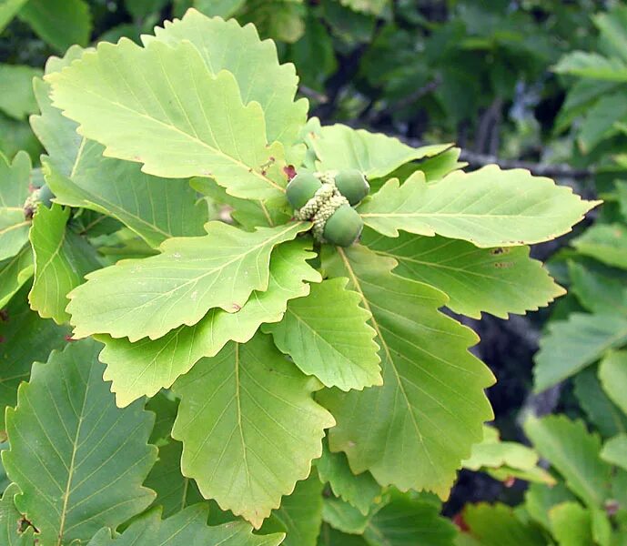 Дуб монгольский (Quercus mongolica). Дуб зубчатый - Quercus dentata Thunb. Дуб Дальневосточный. Дуб пильчатый.