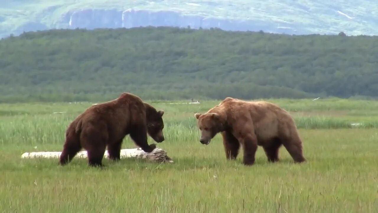 Медведь Гризли спаривание. Медведь Гризли против тигра. Бурый медведь спаривание. Медведи дерутся.