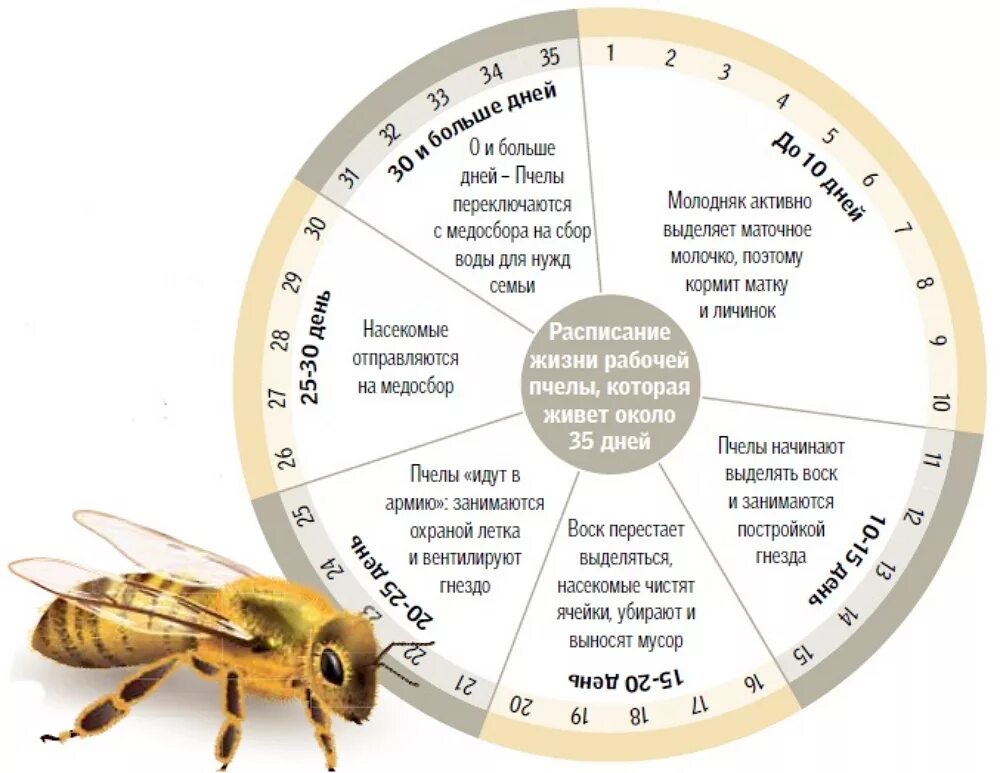 Жизненный цикл пчелиной матки. Этапы развития личинки пчелиной матки. Жизненный цикл пчеломатки. Таблица вывода маток пчел.