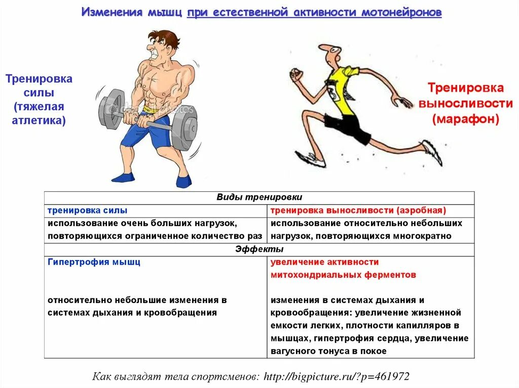 Физических нагрузок кровообращение