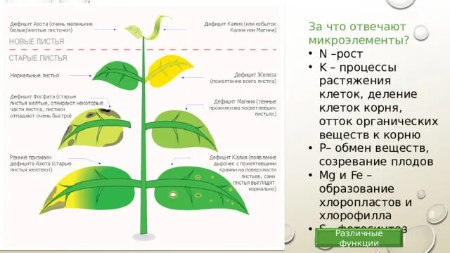 Что не хватает рассаде помидор. Дефицит микроэлементов у растений по листьям. Недостаток элементов в томатах. Нехватка микроэлементов у томатов. Таблица нехватки микроэлементов у растений томатов.