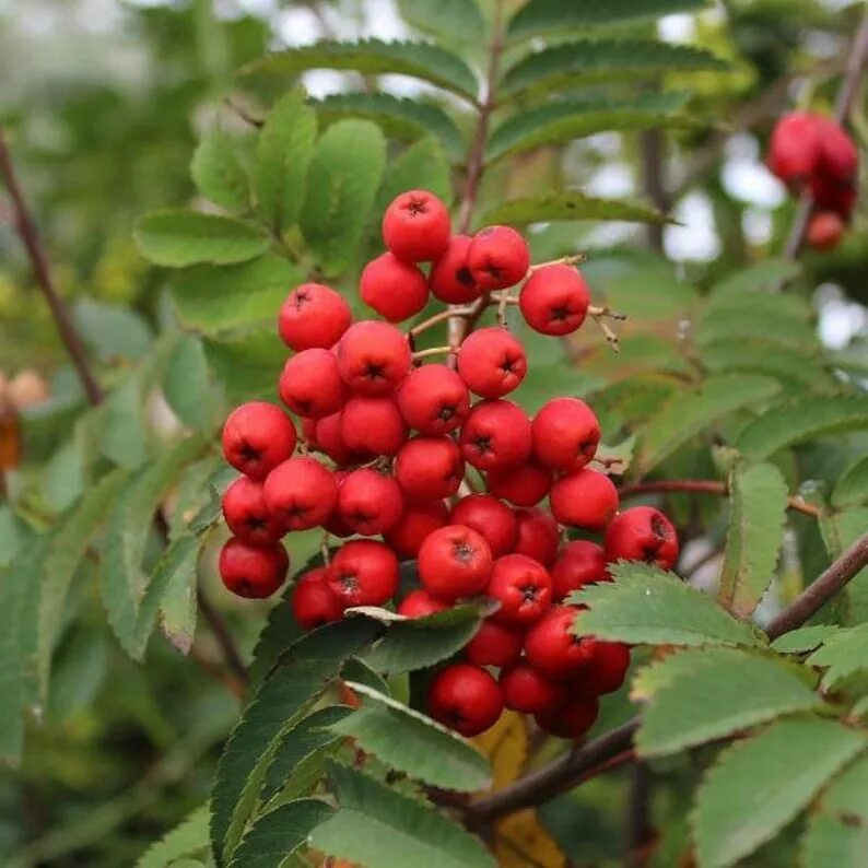 Рябина обыкновенная купить. Рябина обыкновенная Sorbus aucuparia. Рябина обыкновенная ширвотер Сидлинг. Рябина обыкновенная "кашмирская". Sorbus aucuparia 'Sheerwater seedling'.