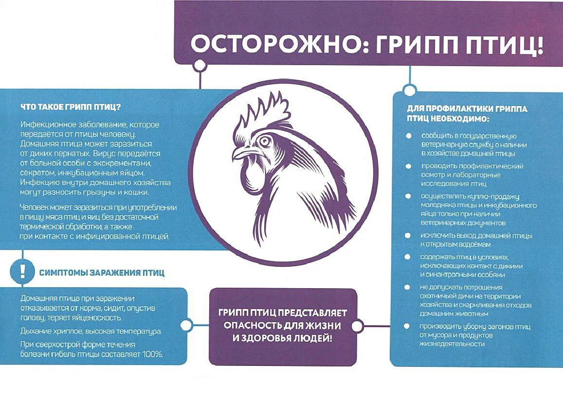 Высокопатогенный грипп птиц. Памятка населению по профилактике высокопатогенного гриппа птиц. Памятка по высокопатогенному гриппу птиц. Осторожно птичий грипп. Птичий грипп памятка.