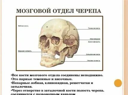 К черепным относятся