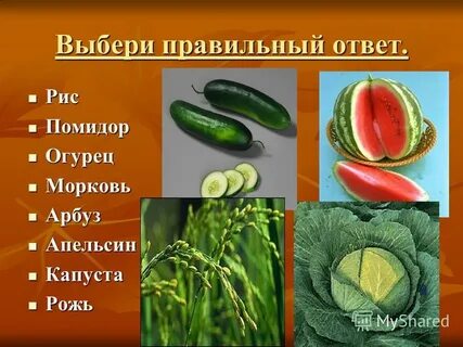 Тест огурцы помидоры дыня