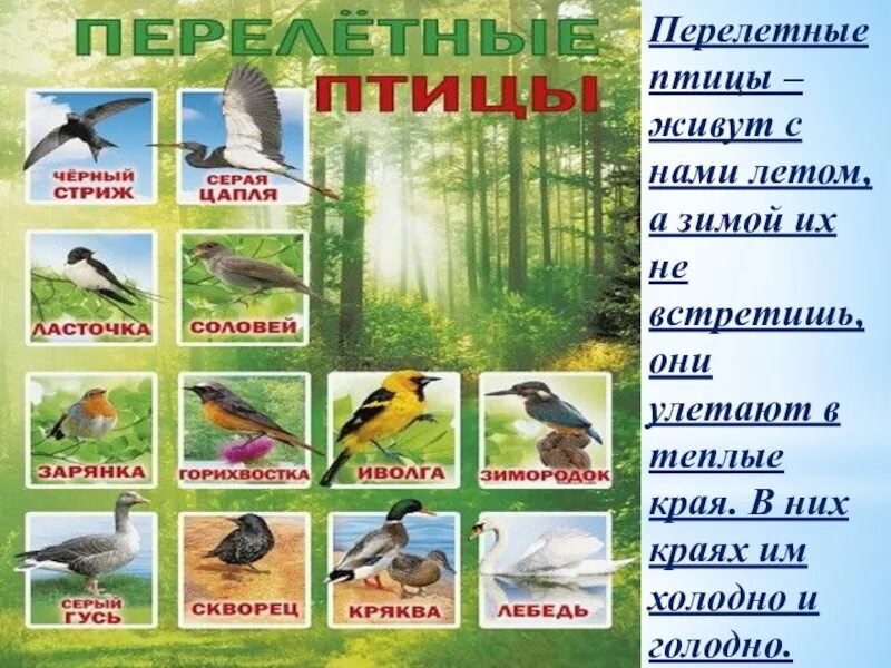Какая птица не остается зимовать