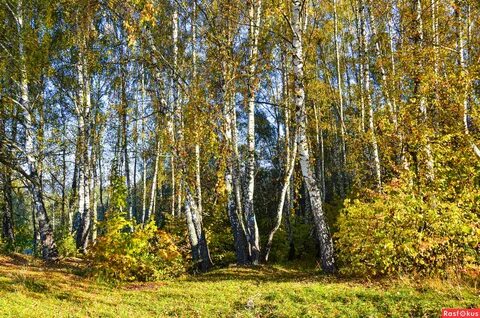 В солнечный день осенью на опушке