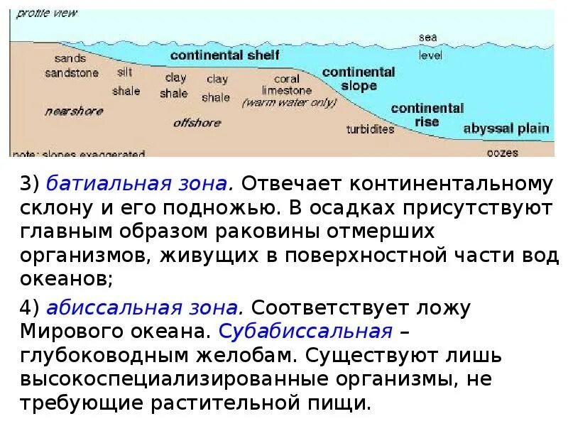 Зоны морского океана. Батиальная зона. Батиальная зона океана. Континентальный склон и континентальное подножие. Батиальная зона дна мирового океана.