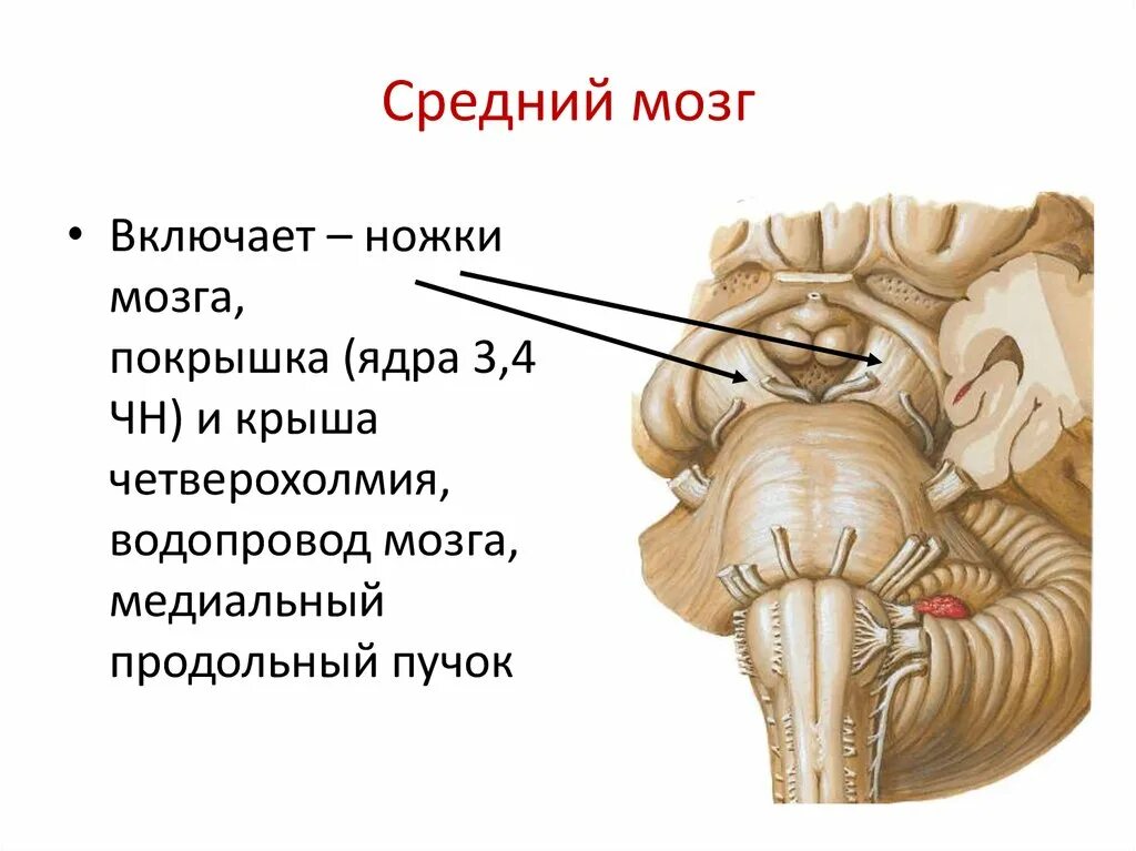 Покрышка ножки среднего мозга. Средний мозг покрышка ножек мозга. Средний мозг анатомия крыша покрышка. Строение среднего мозга анатомия человека.