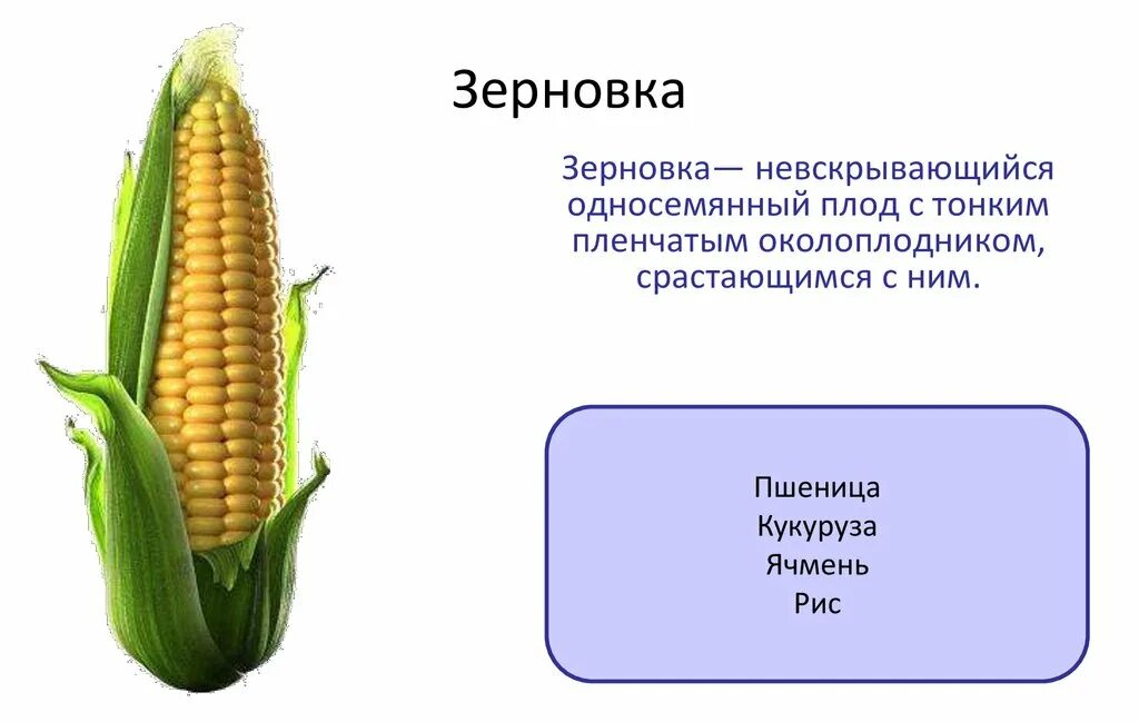Зерновка плод схема. Плод кукурузы зерновка. Плод злаковых зерновка. Плод у растения пшеница зерновка. Плод у растения пшеница зерновка.