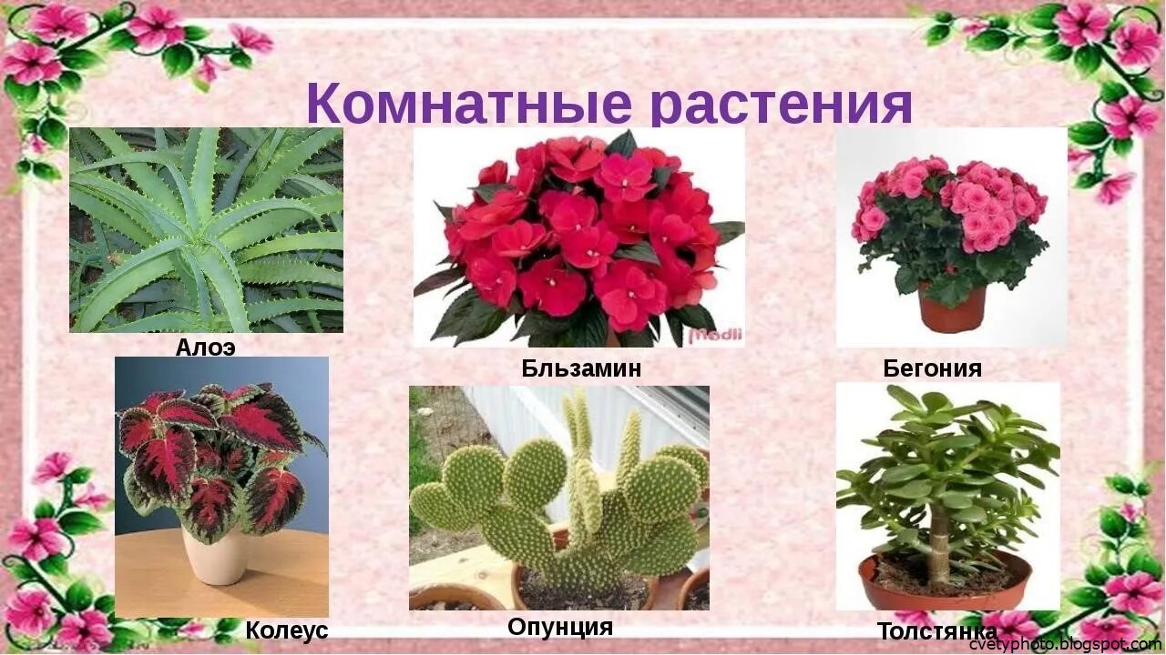 Какие есть названия растений. Комнатные цветы и их названия. комнатные и садовые растения. комнатные растения для детей. названия комнатных цветов с картинками.