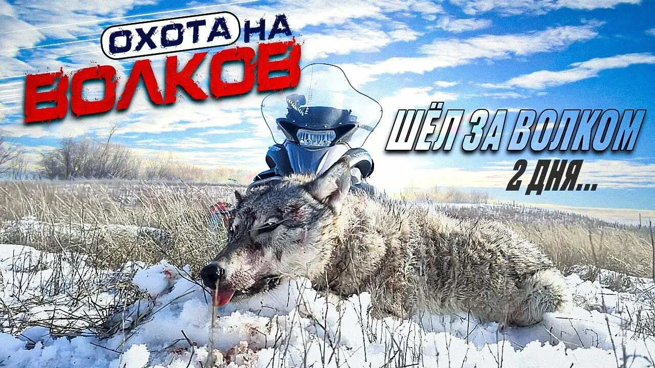 Проект охота на волков 2 часть Охота на волков 15 02 20 YouTube