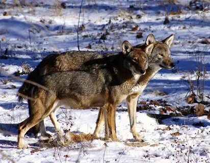 Red wolf 18