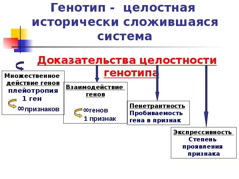 Генотипом является